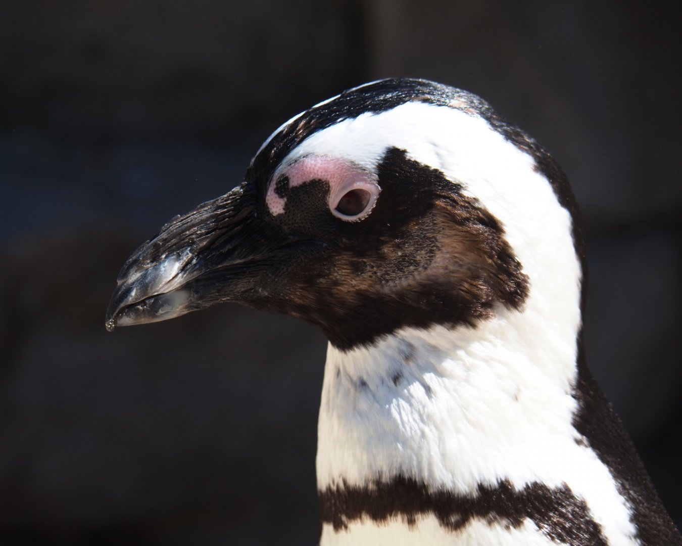 African black-footed penguin (Spheniscus demersus), 2019-04-20