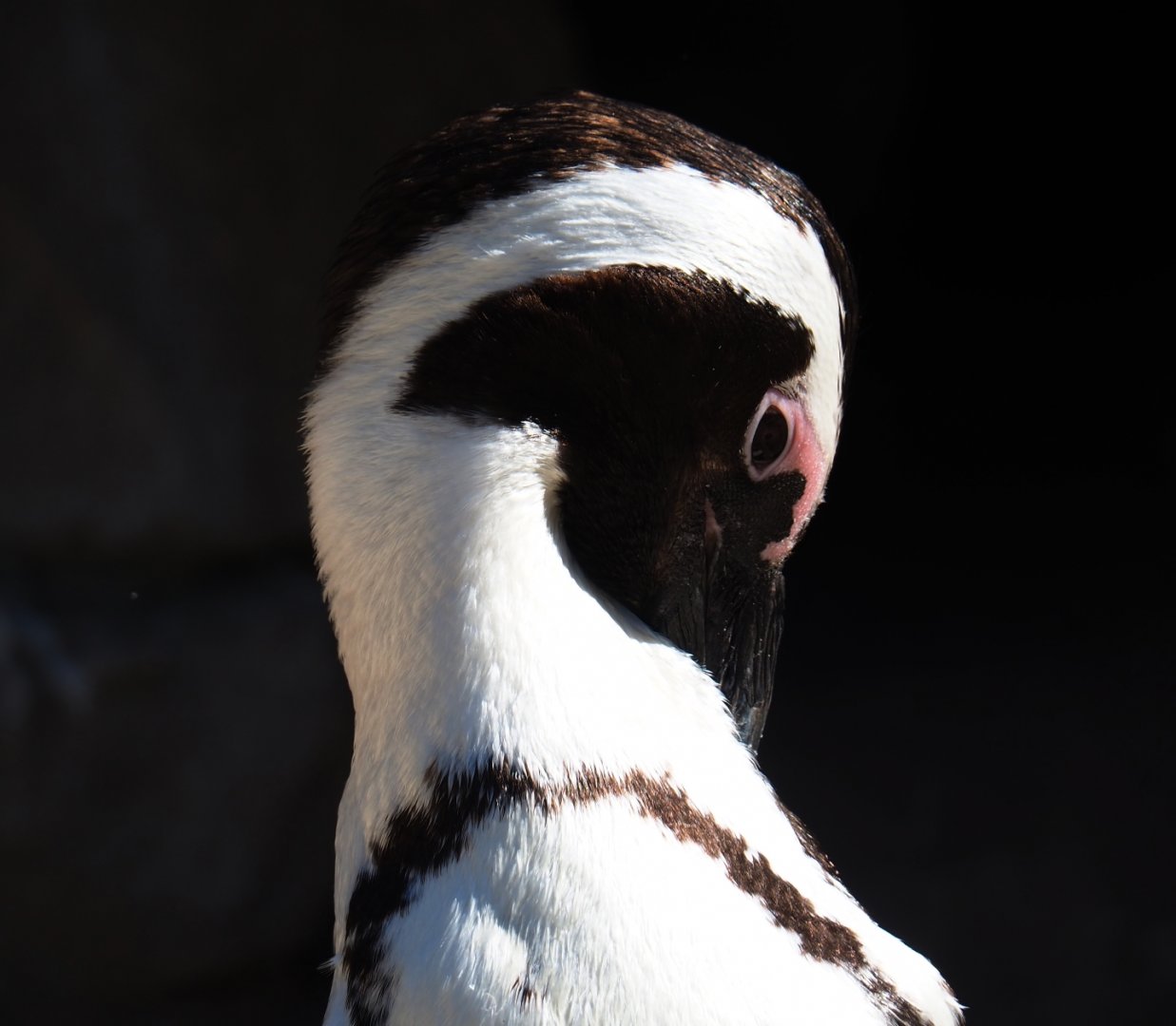 African black-footed penguin (Spheniscus demersus), 2019-04-20