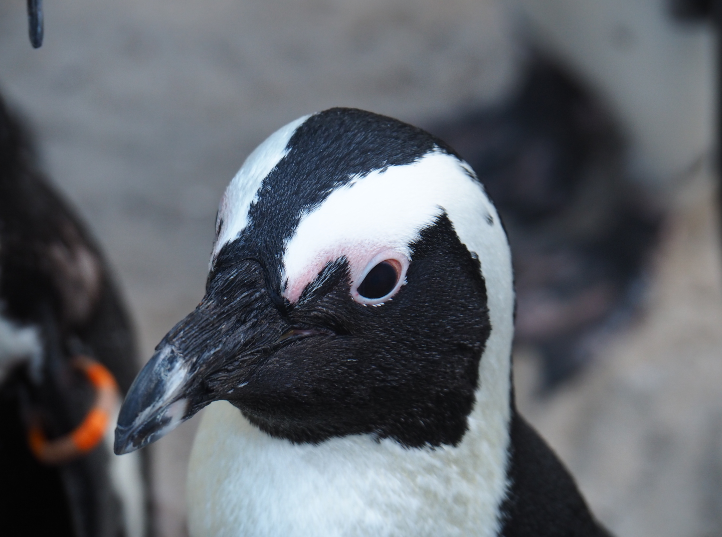 African black-footed penguin (Spheniscus demersus), 2019-08-11