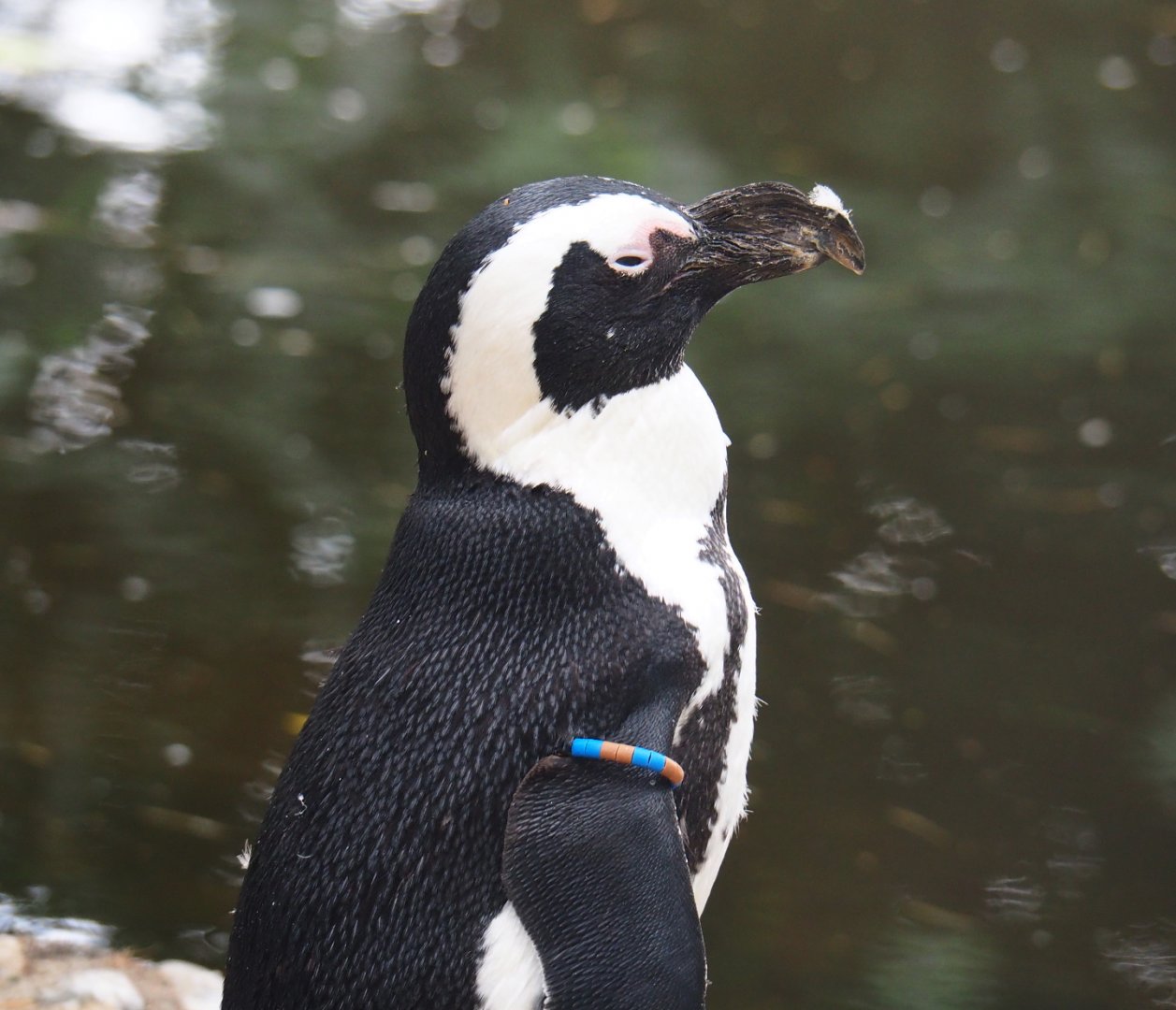 African black-footed penguin (Spheniscus demersus), 2019-08-11