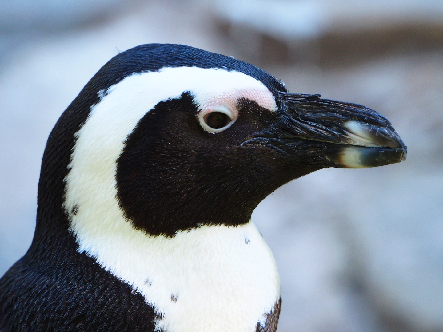 African black-footed penguin (Spheniscus demersus), 2019-09-21