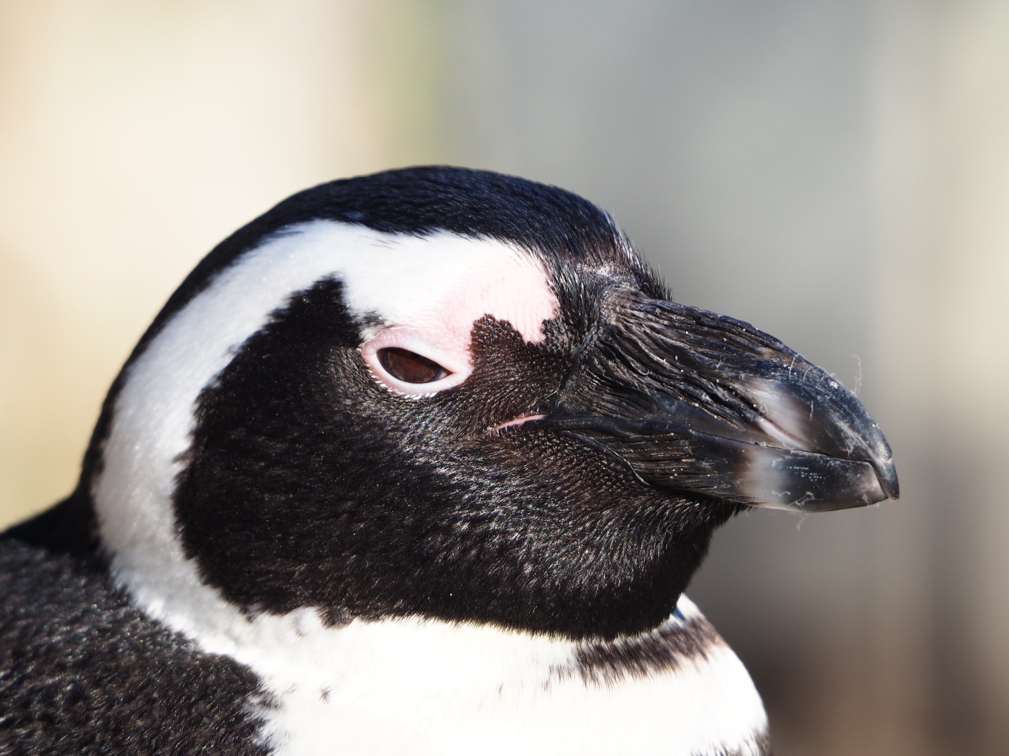 African black-footed penguin (Spheniscus demersus), 2019-12-30