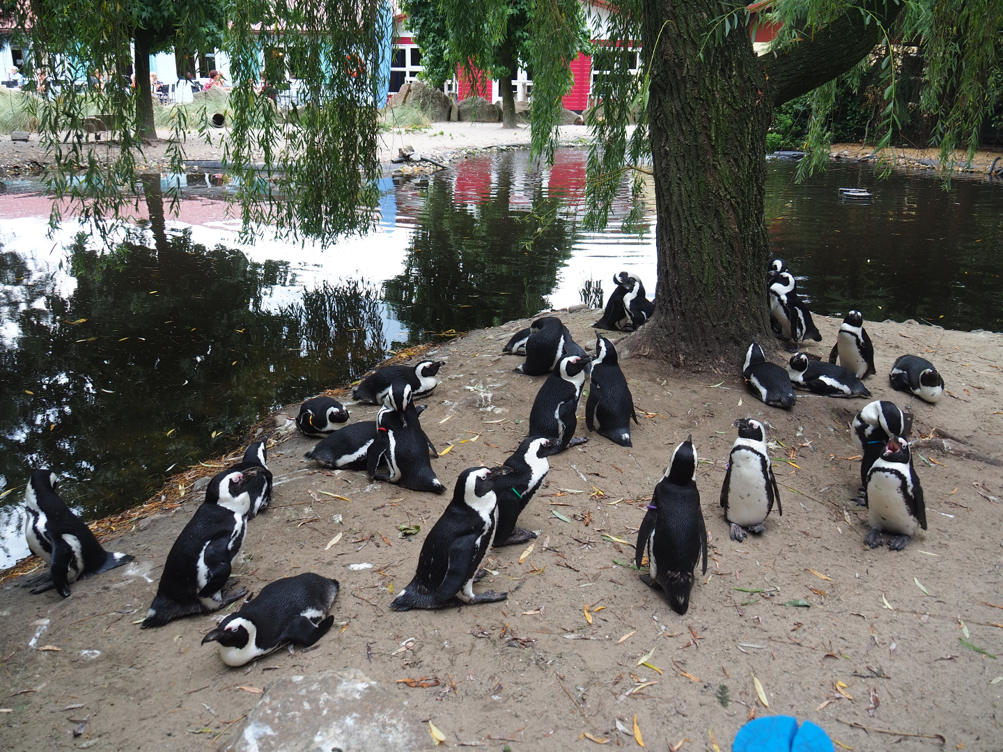 African black-footed penguin (Spheniscus demersus) colony, 2019-08-11