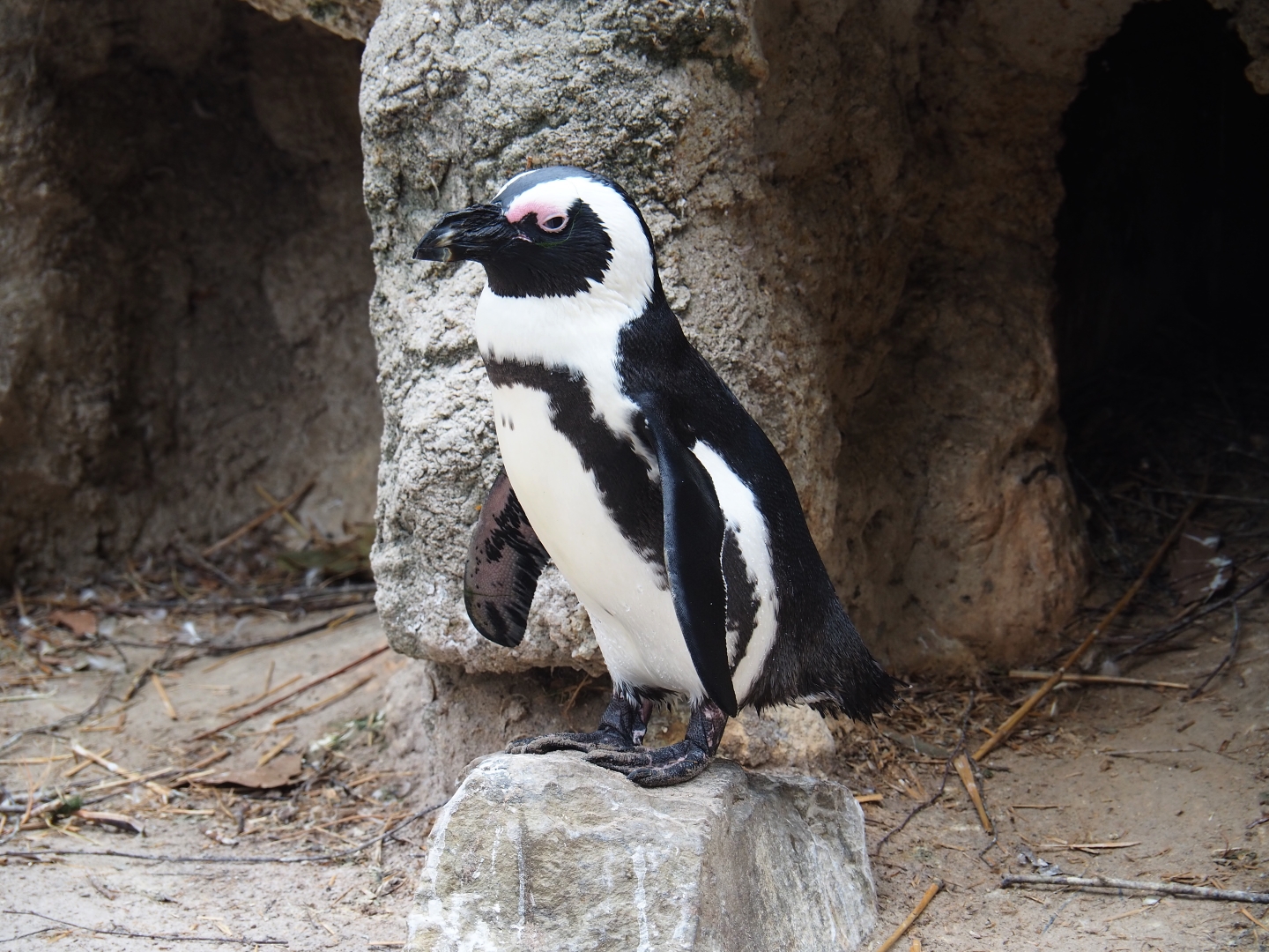 African black-footed penguin (Spheniscus demersus)