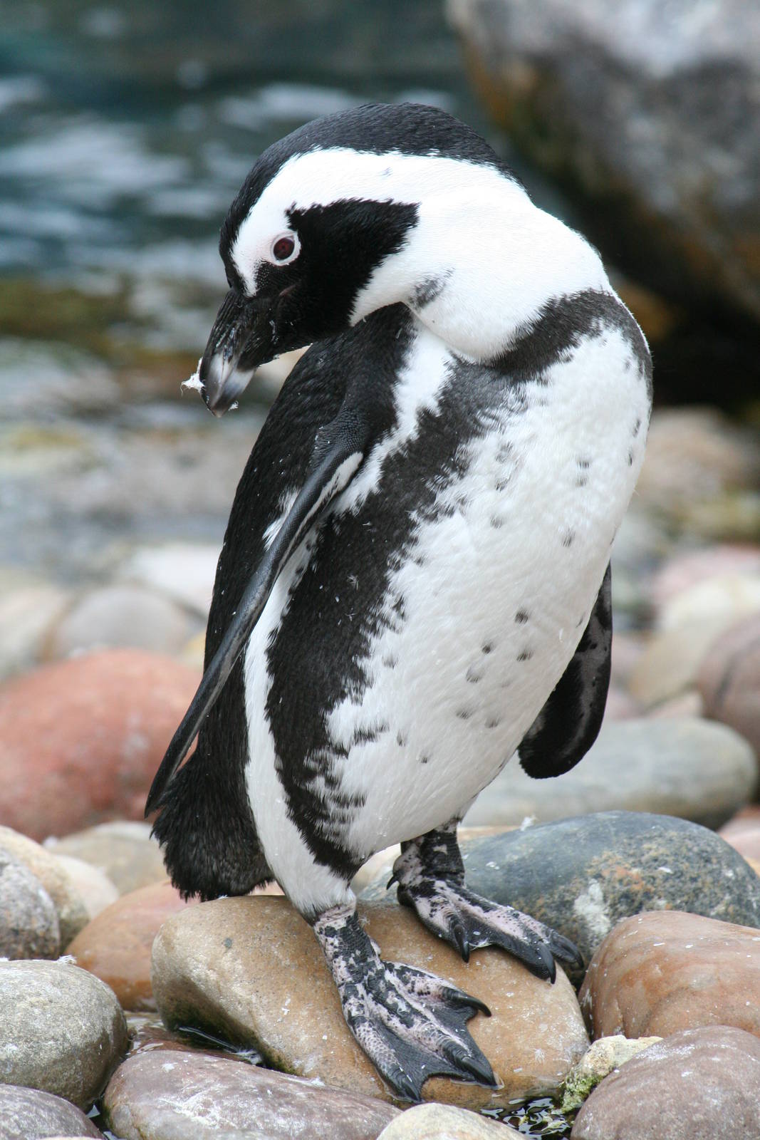 African black-footed penguin
