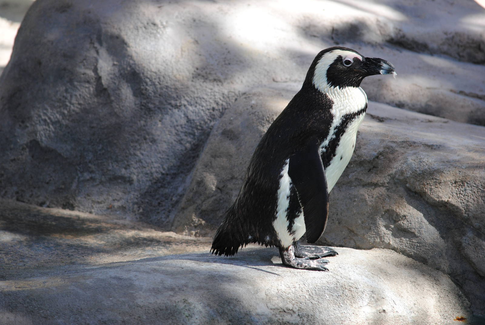 African Black-footed Penguin