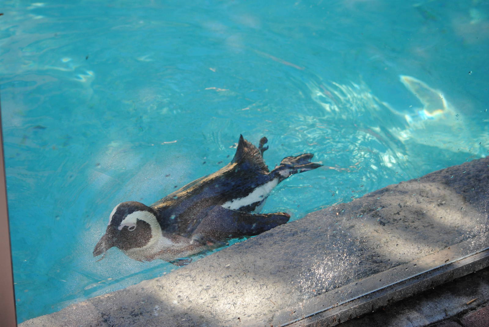 African Black-footed Penguin