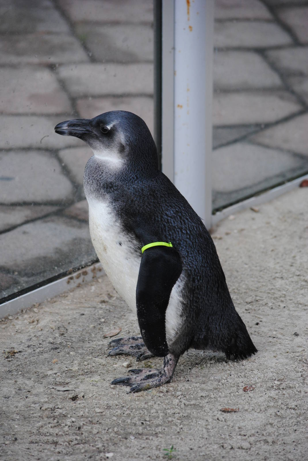 African Black-footed Penguin