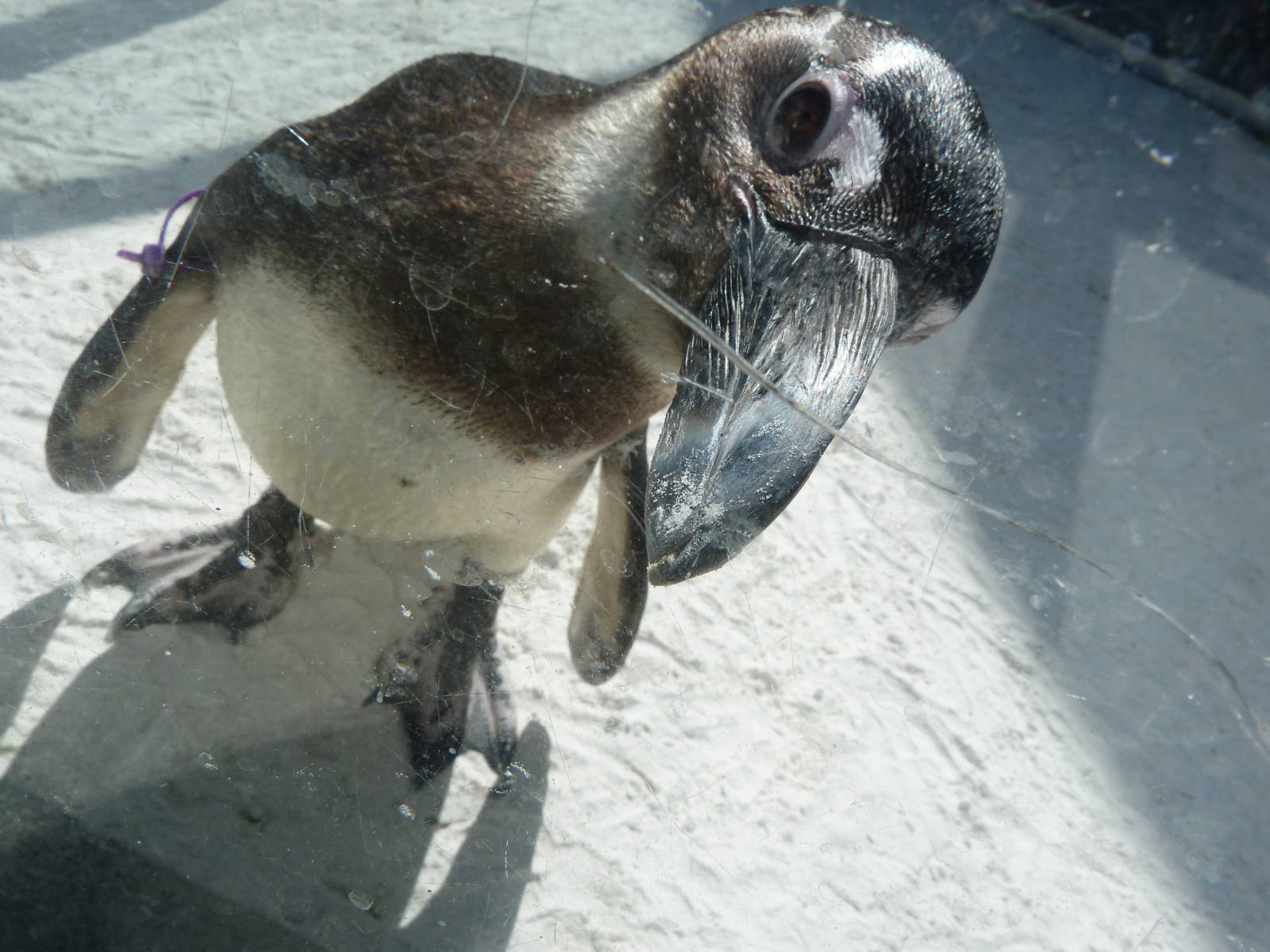 African Black Footed Penguin