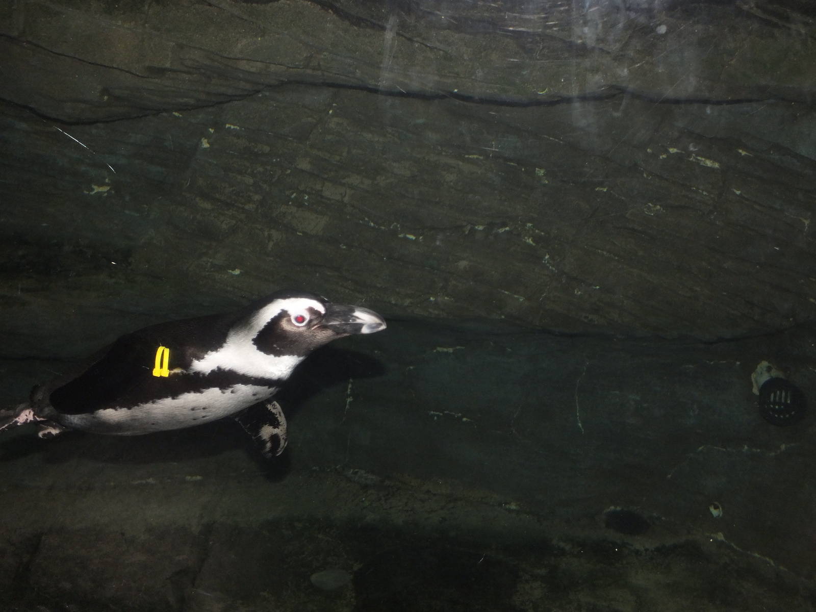 African Black Footed Penguin