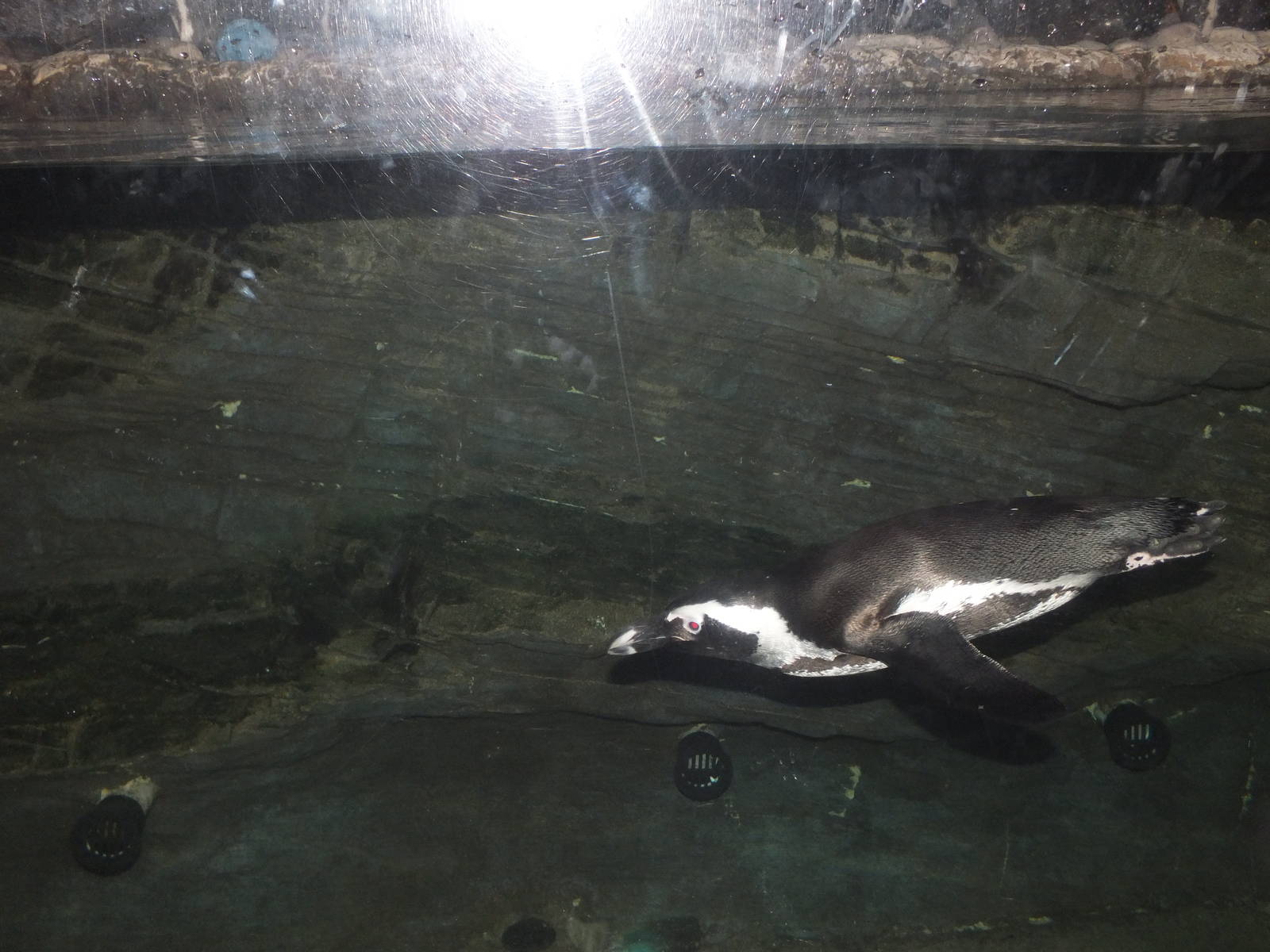 African Black Footed Penguin