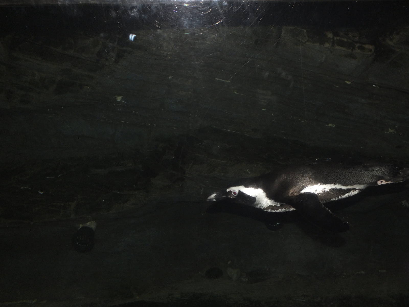 African Black Footed Penguin