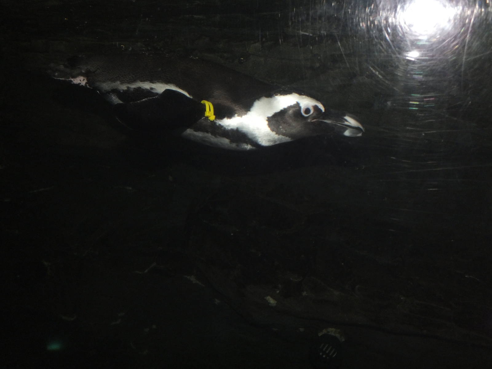 African Black Footed Penguin