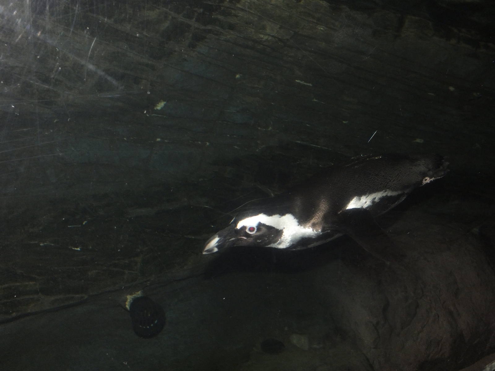 African Black Footed Penguin