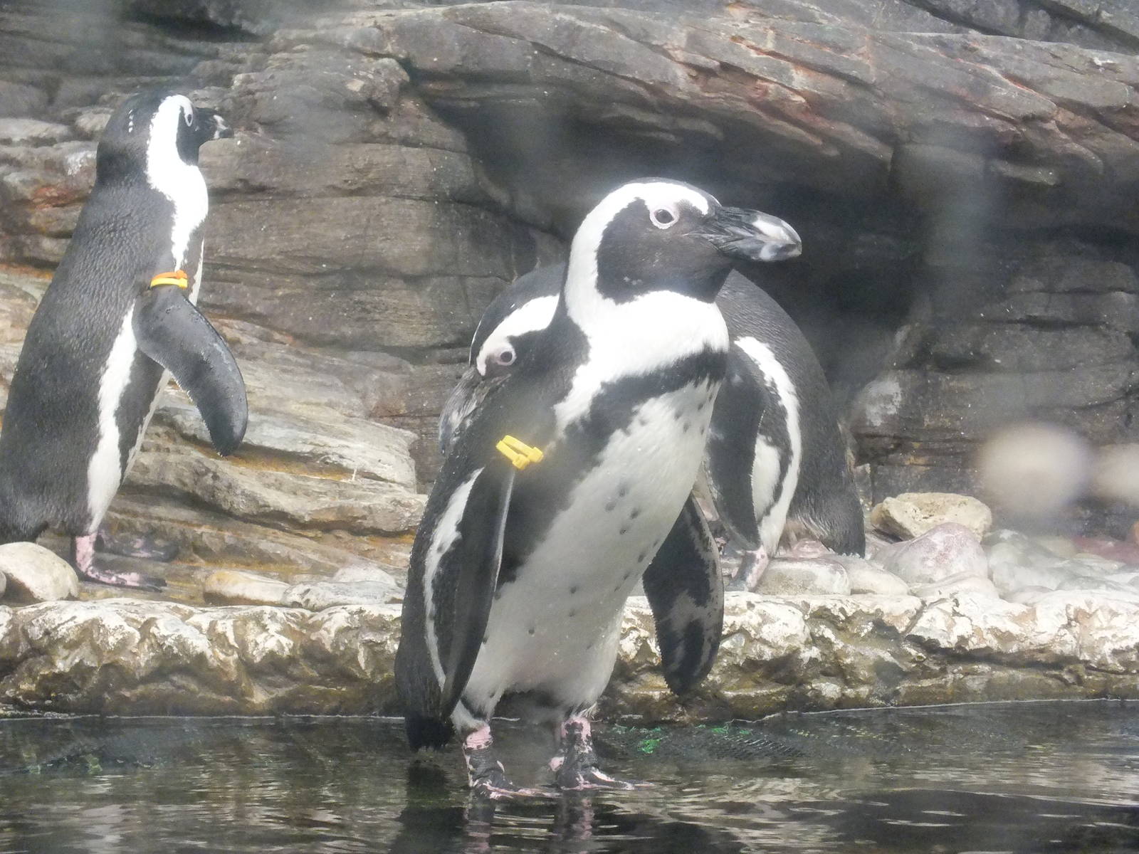 African Black Footed Penguin