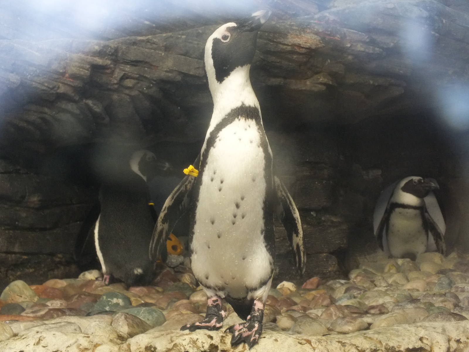 African Black Footed Penguin