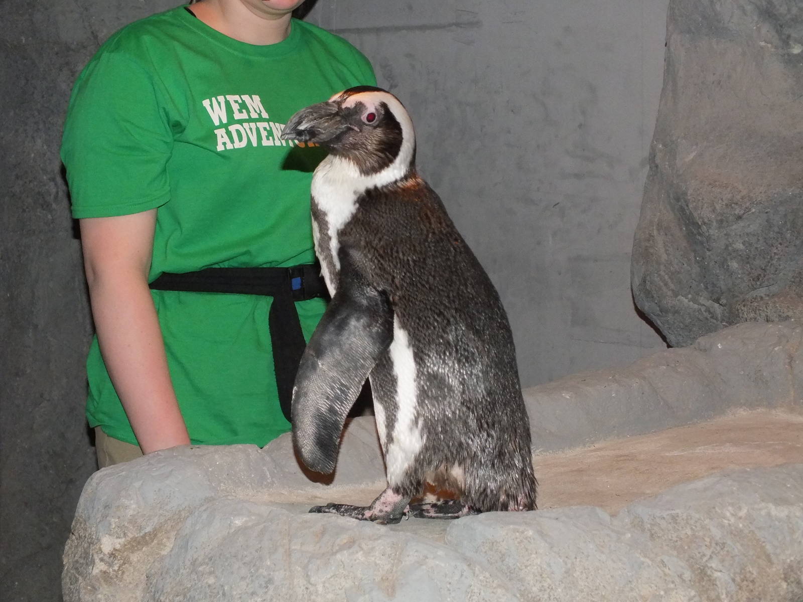 African Black Footed Penguin