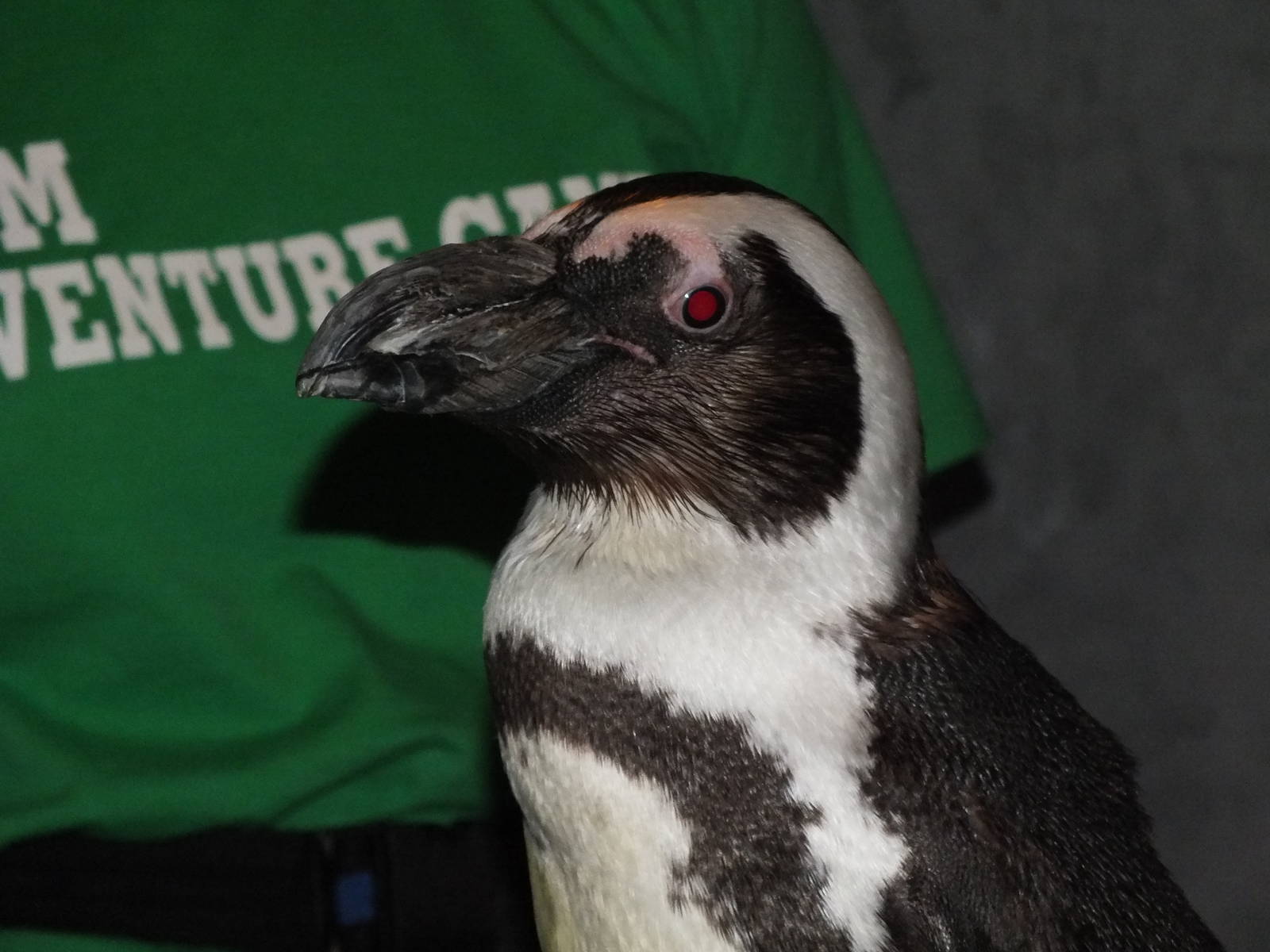 African Black Footed Penguin