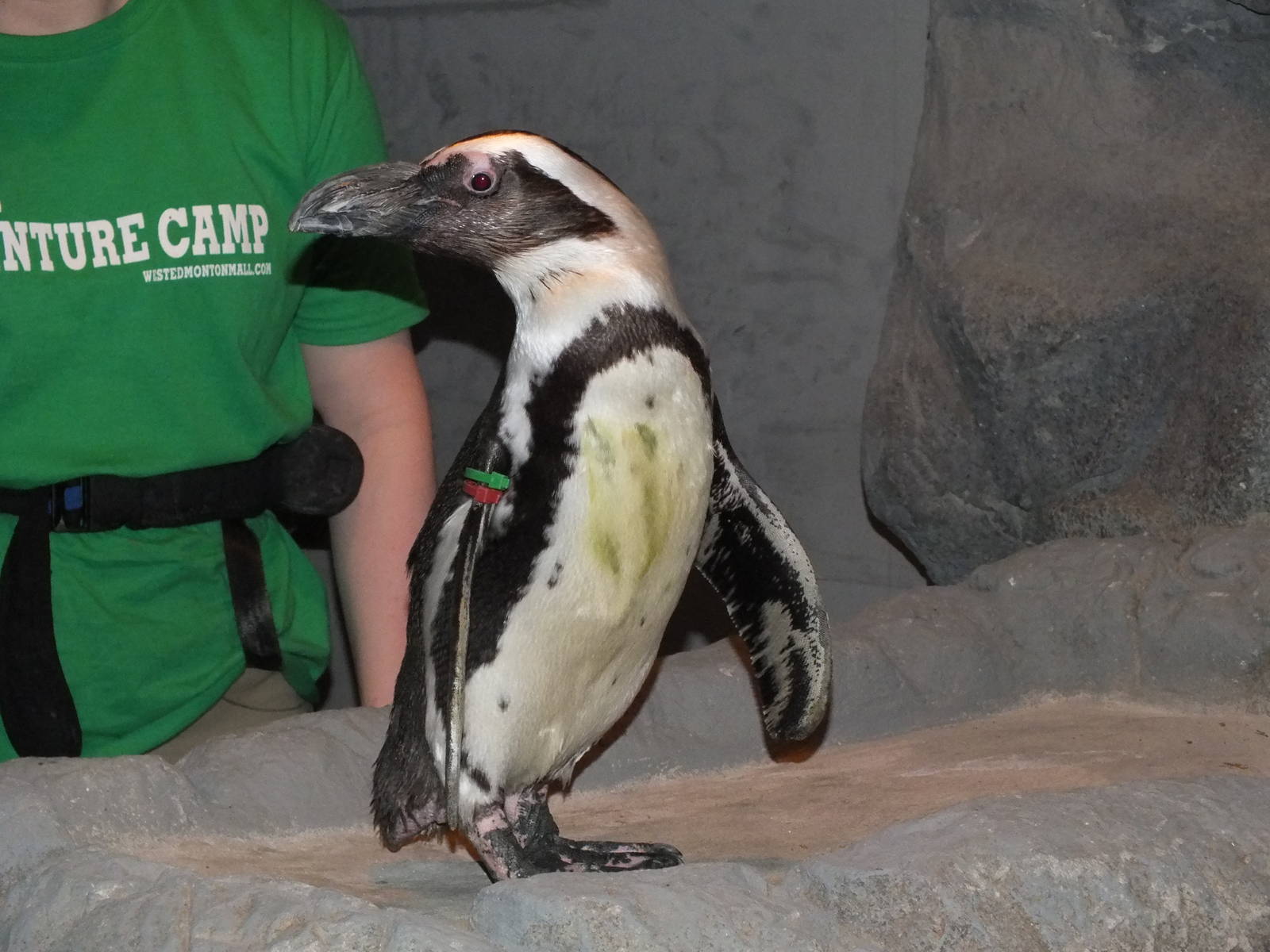 African Black Footed Penguin