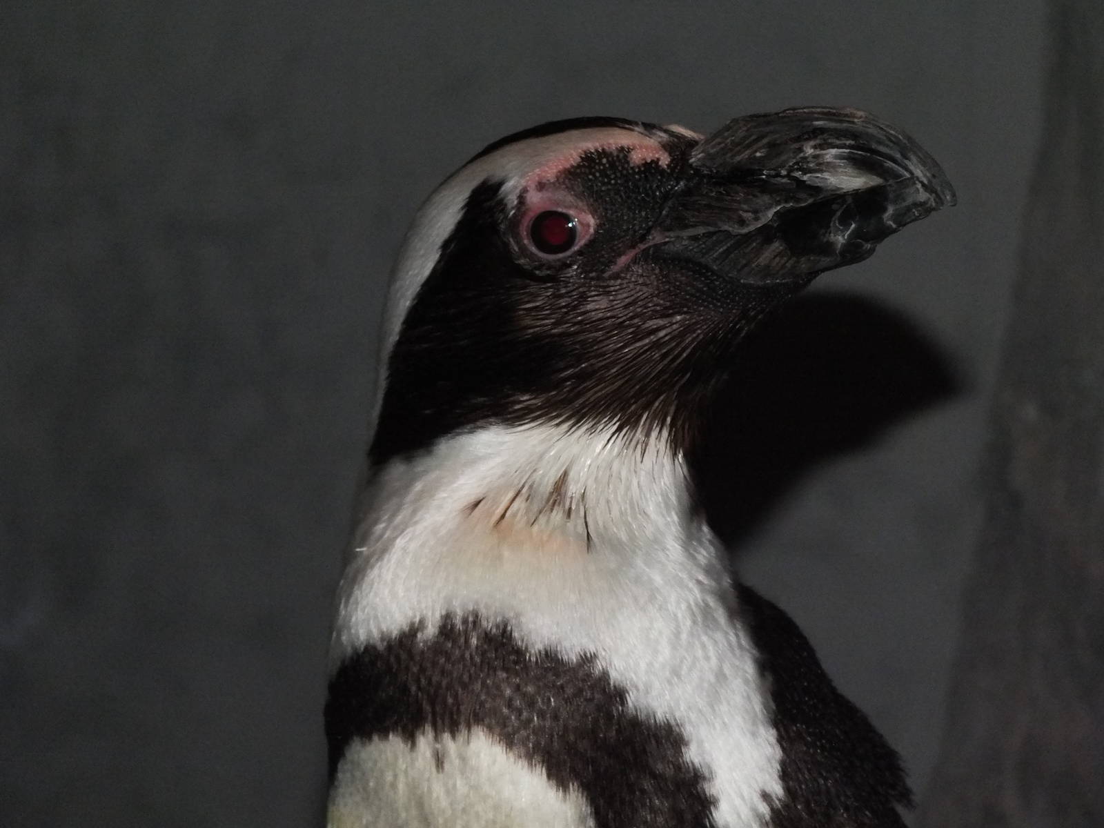 African Black Footed Penguin