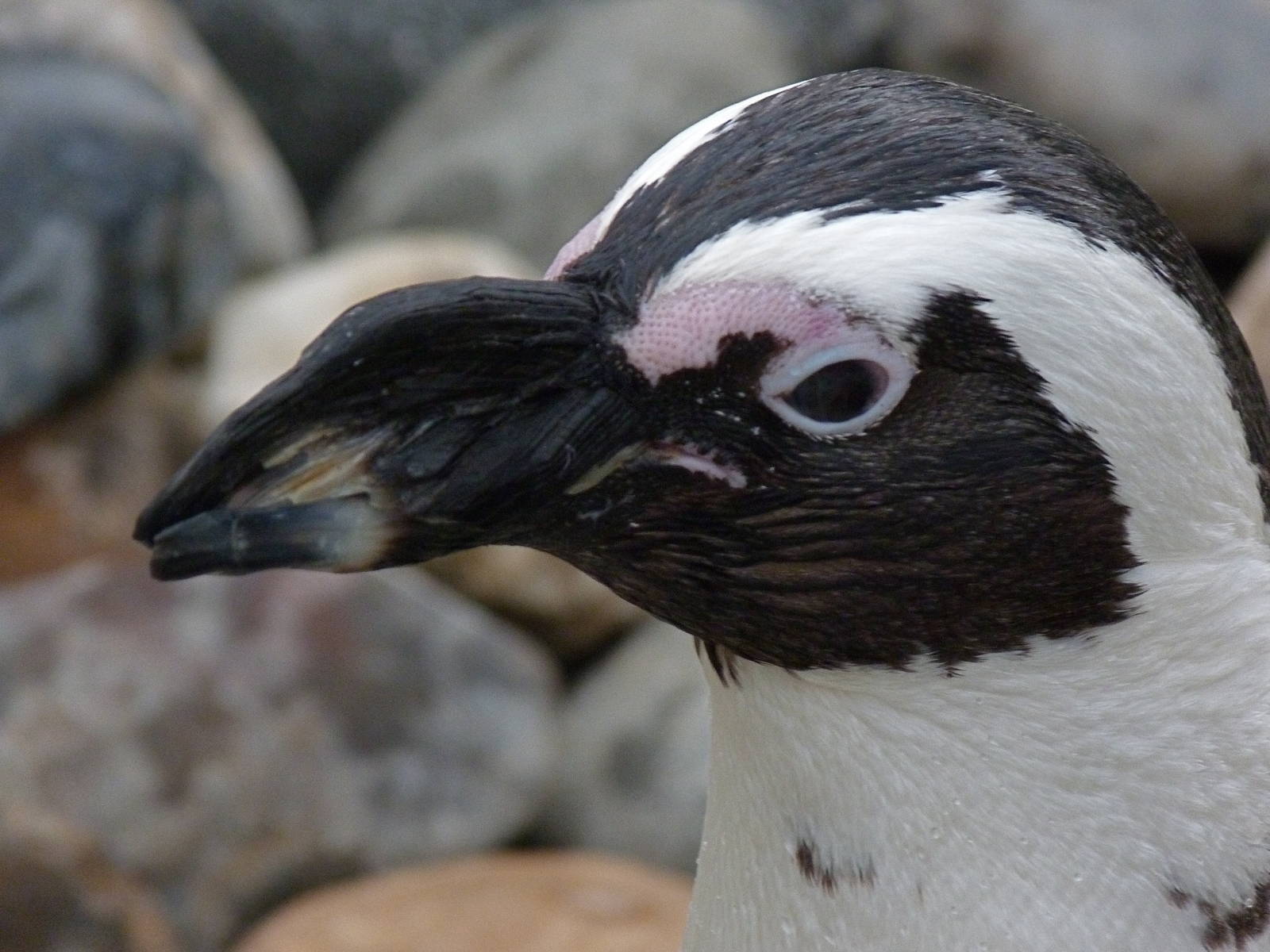 African Black Footed Penguin
