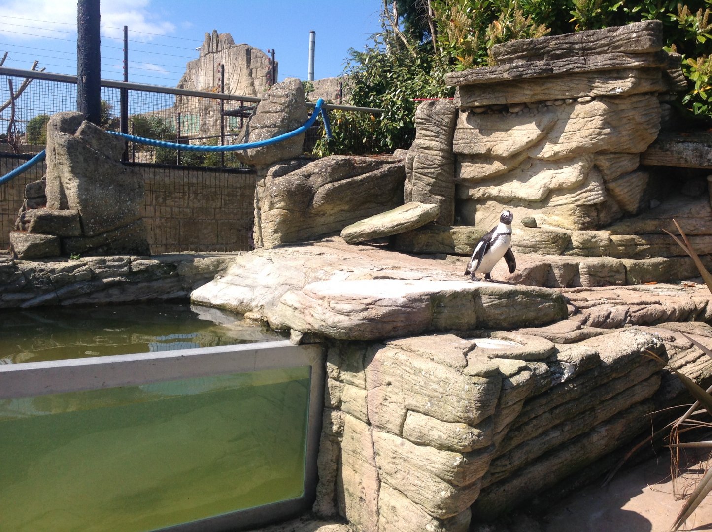 African Black-Footed Penguin