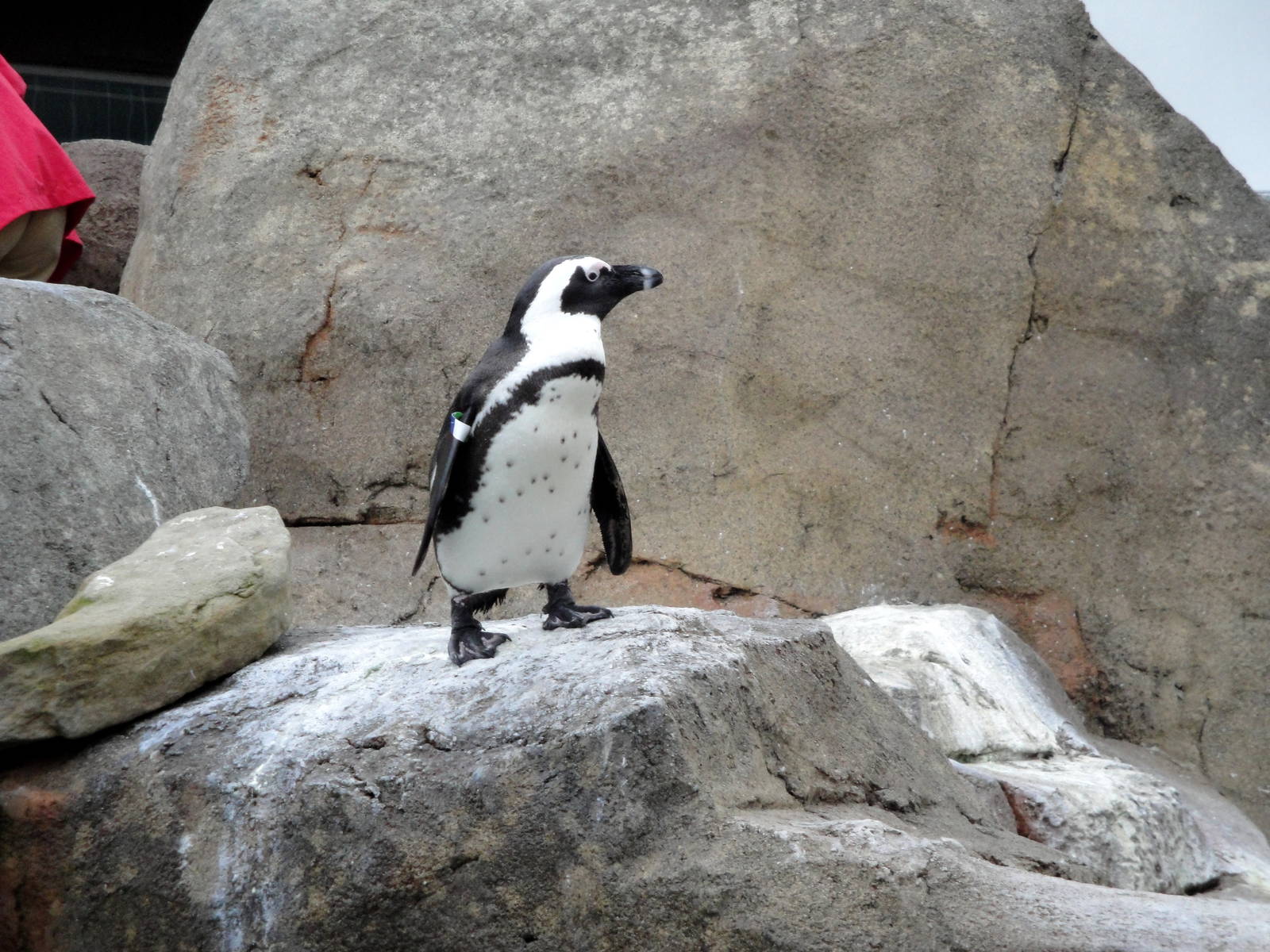 African Black-footed Penguin