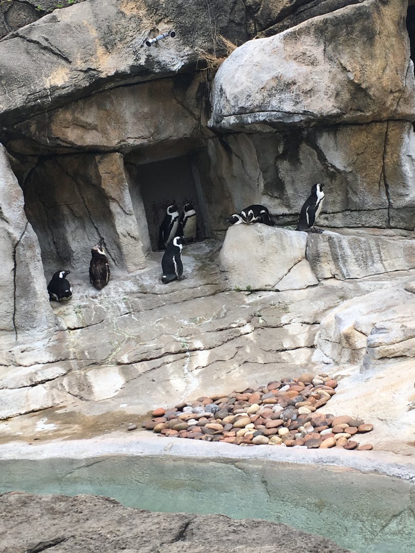 African Black-Footed Penguins | Henry Vilas Zoo