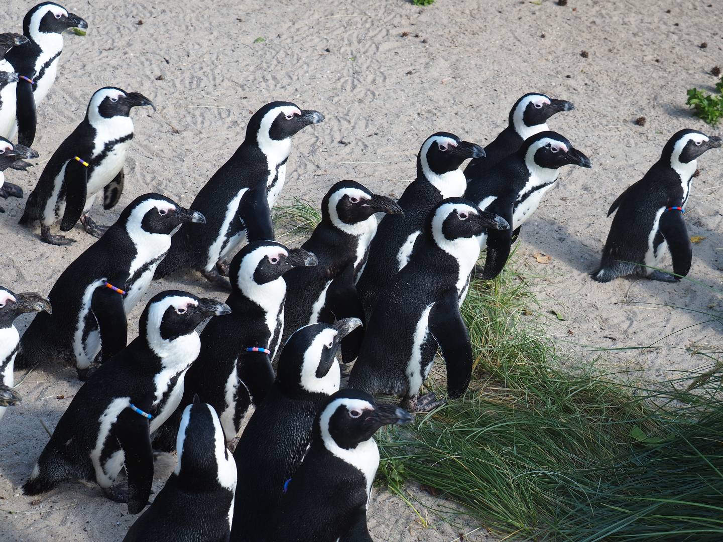 African black-footed penguins (Spheniscus demersus), 2019-06-01