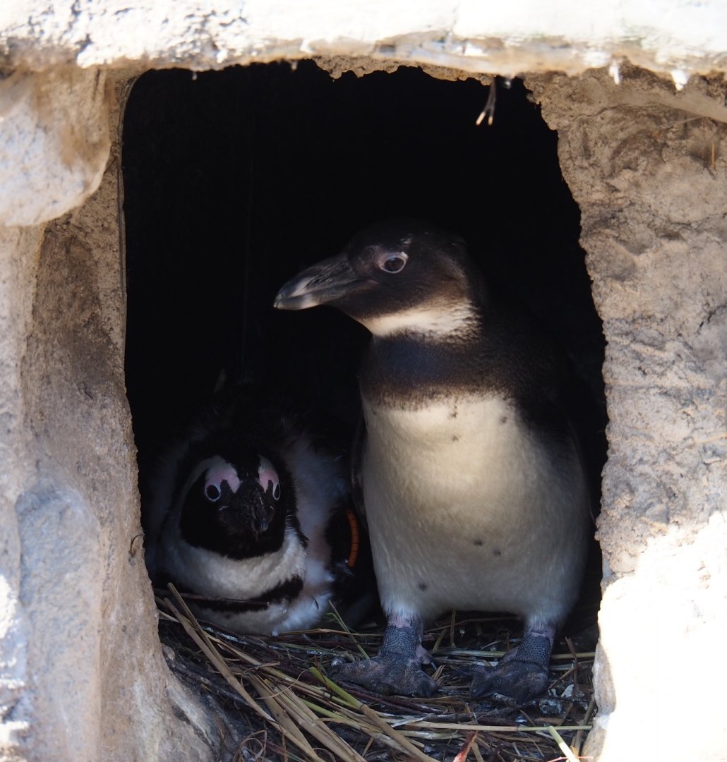 African black-footed penguins (Spheniscus demersus) in nesting box (Feb 27th, 2019)