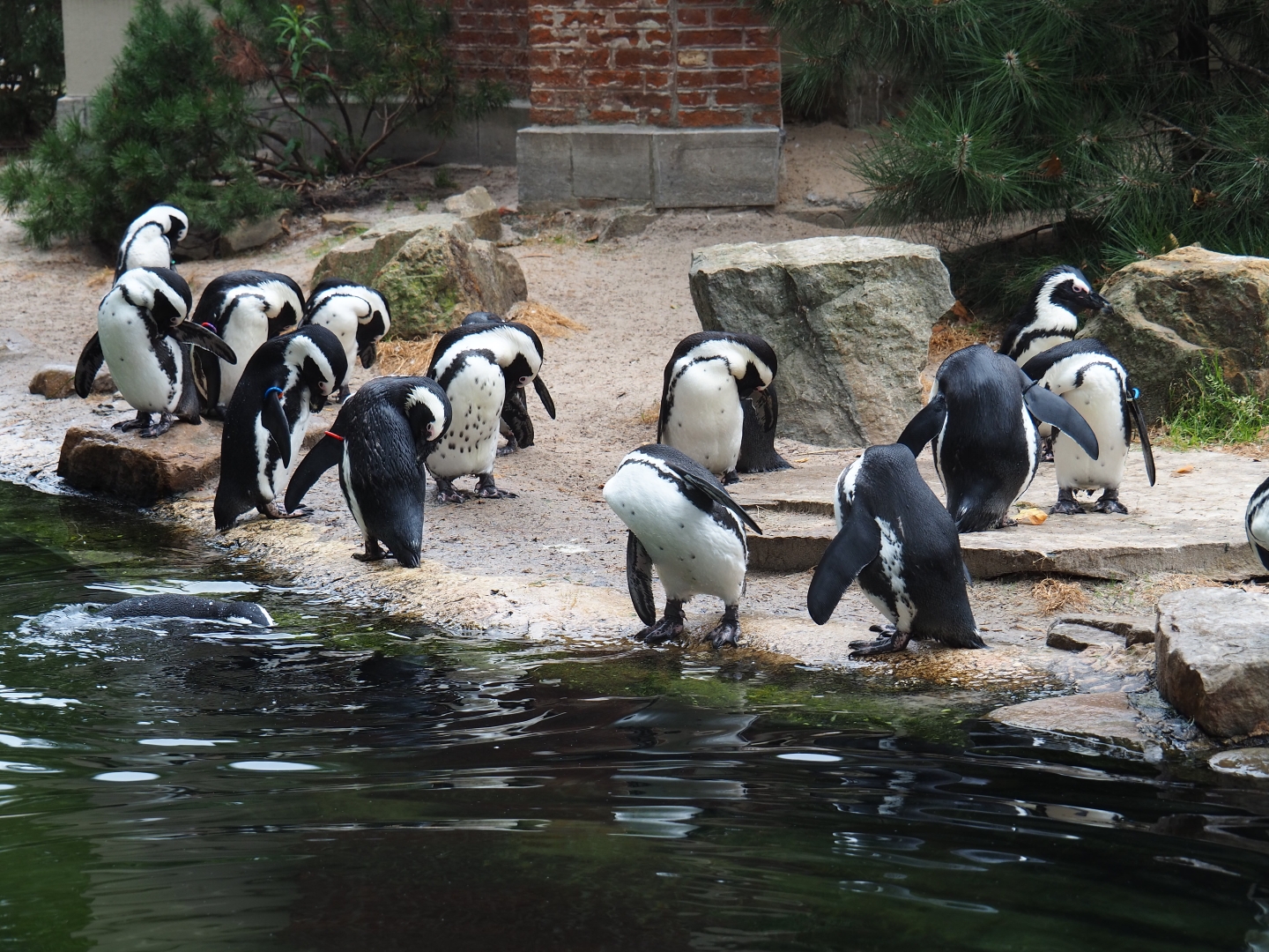 African black-footed penguins (Spheniscus demersus)