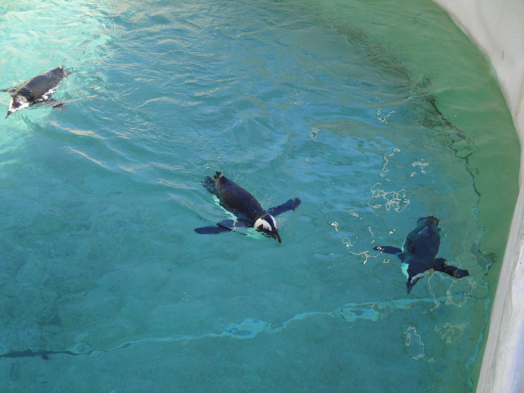 African Black-footed Penguins