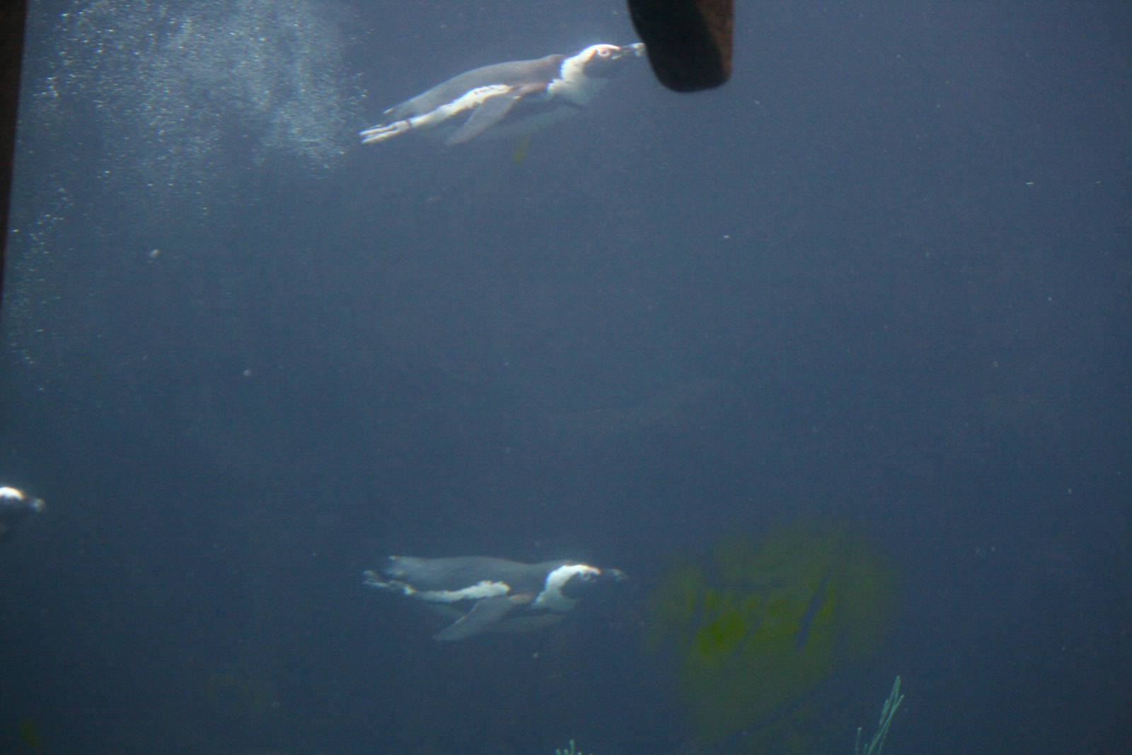 African black-footed penguins