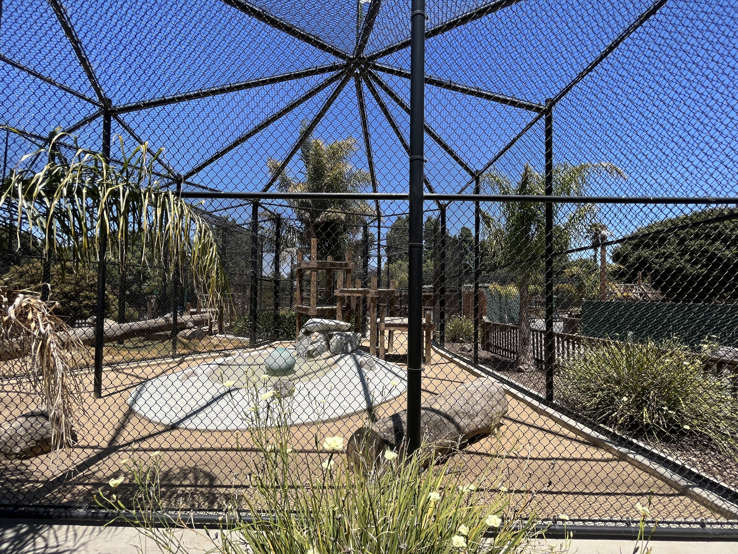 African (Black) Leopard Exhibit - New