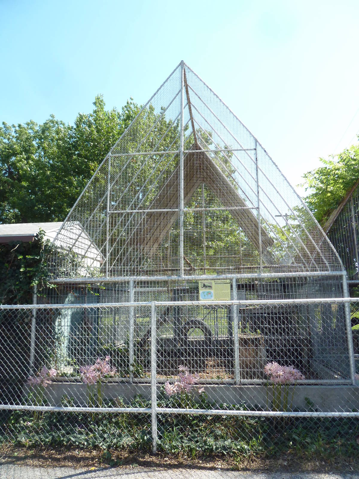 African Black Leopard Exhibit