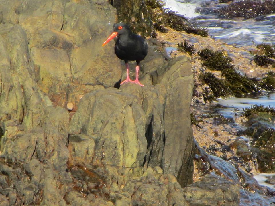 African Black Osytercatcher