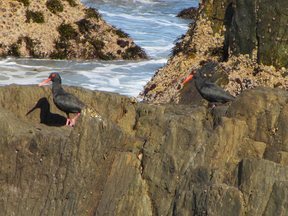 African Black Oystercatchers
