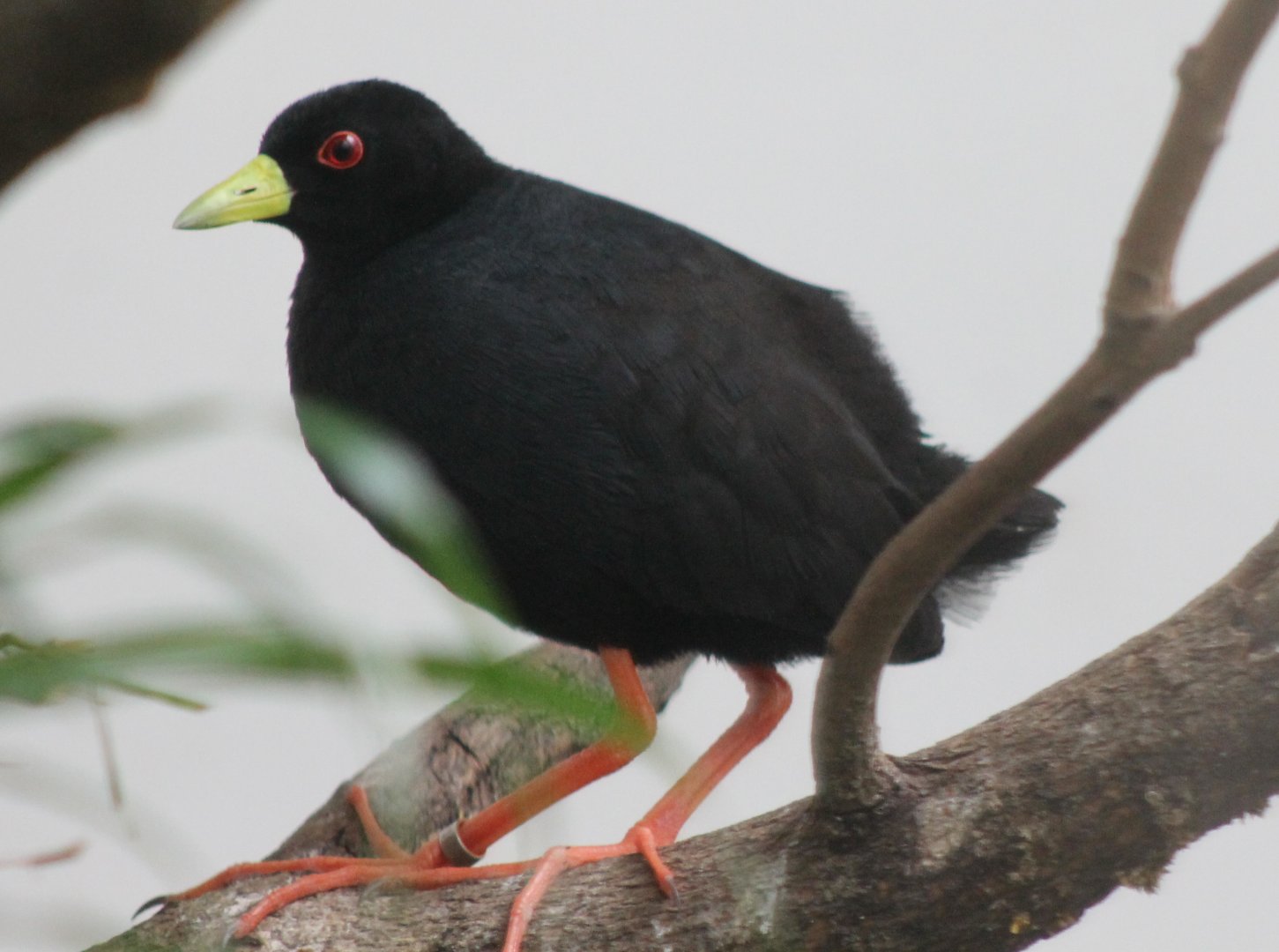 African black rail