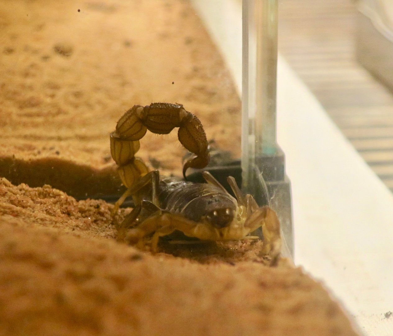 African Black-Tailed Scorpion (Parabuthus liosoma)