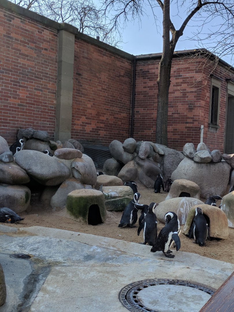 African Blackfooted Penguin and Flightless Streamer Duck Enclosure Wilhelma 2019