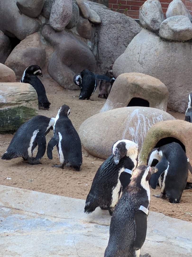 African Blackfooted Penguins Wilhelma 2019