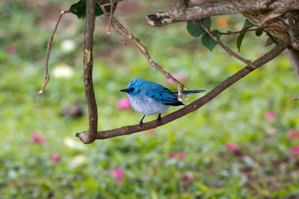 African Blue-flycatcher