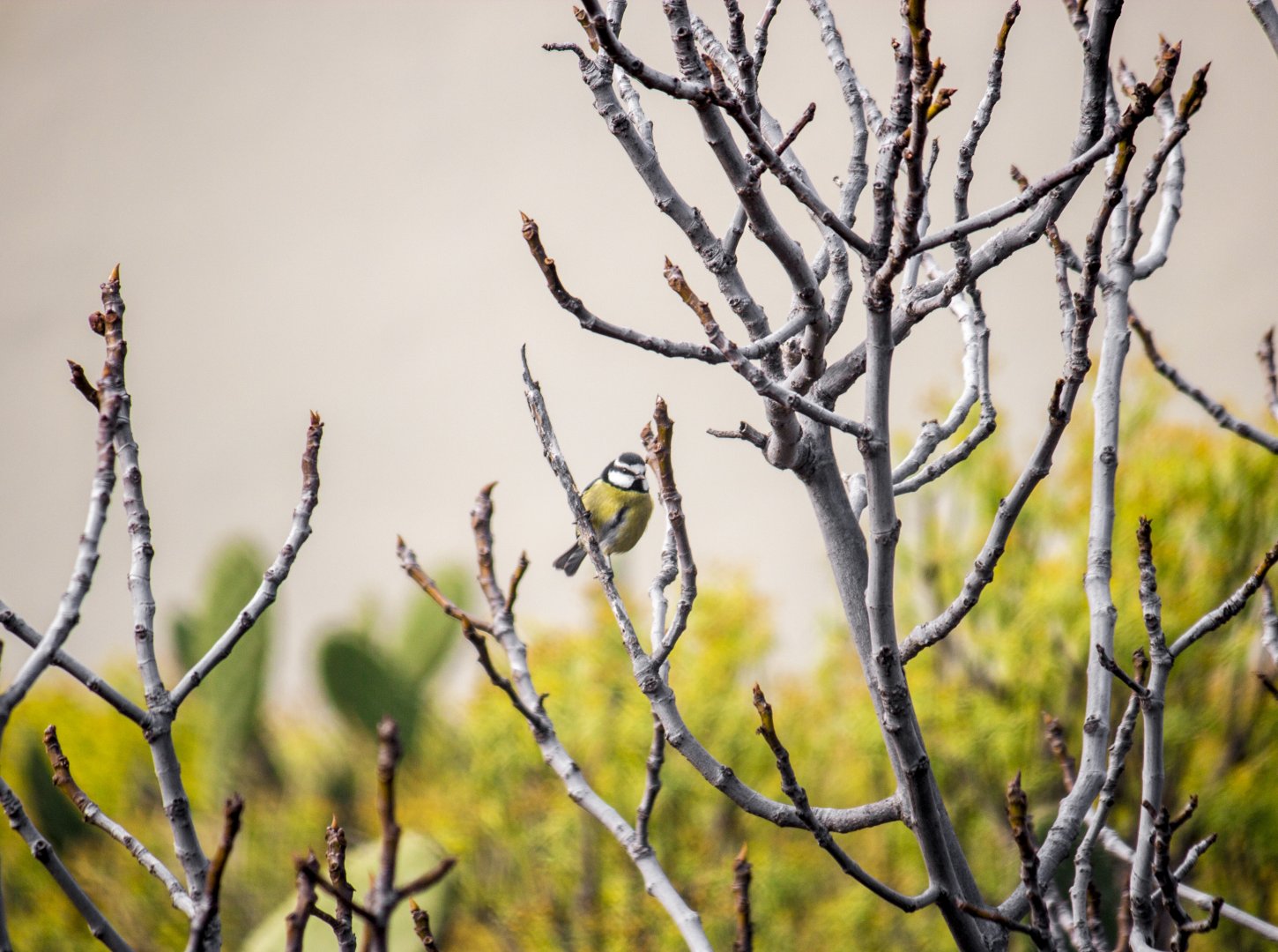 African blue tit, Cyanistes teneriffae teneriffae