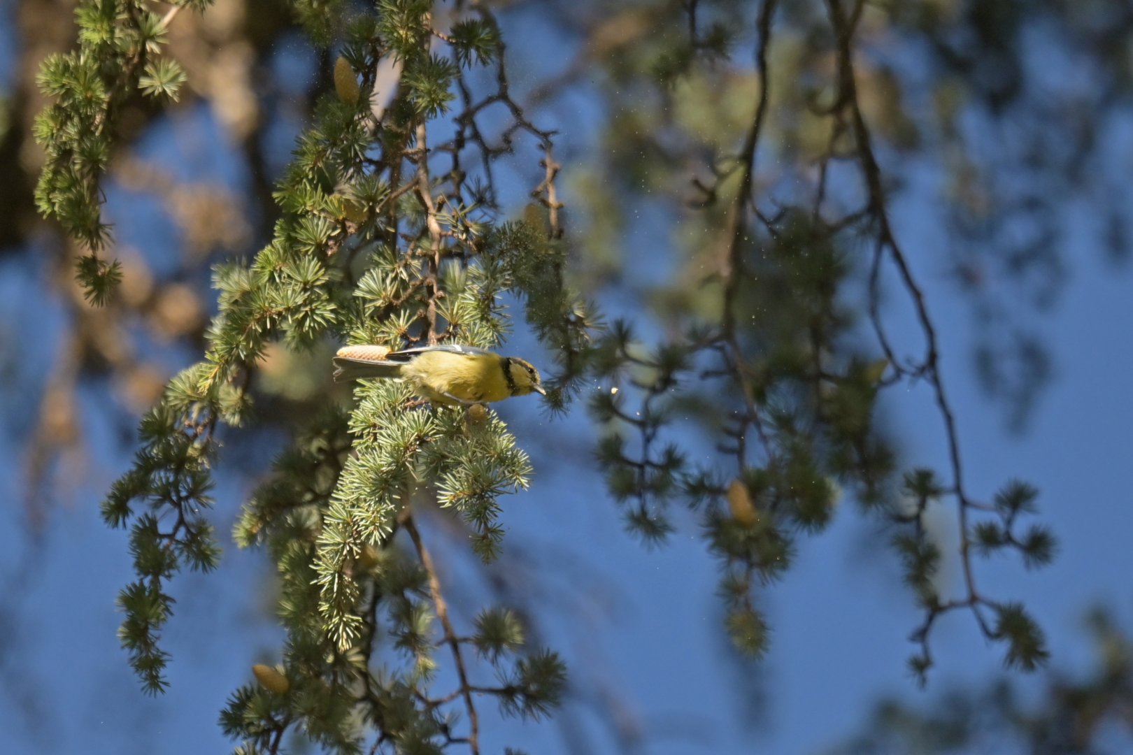 African blue tit Cyanistes teneriffae