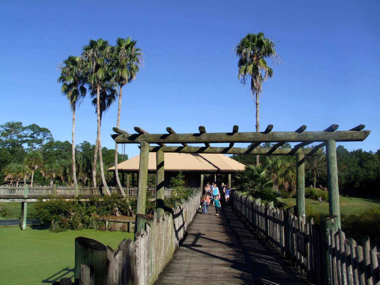 African Boardwalk at Jacksonville, 10/10/13