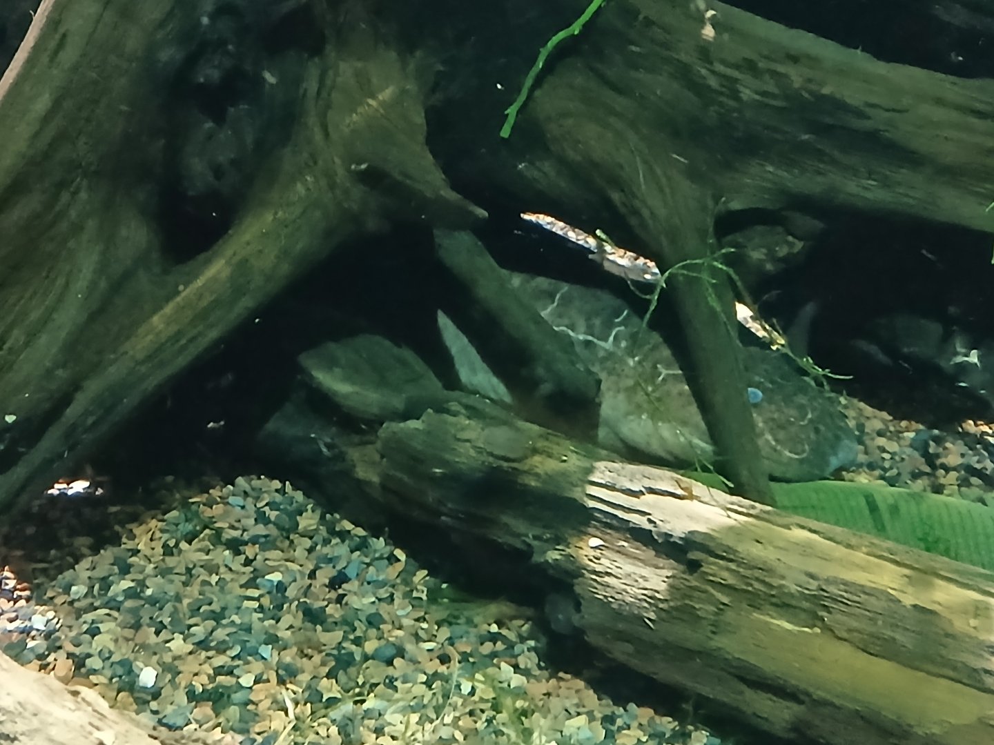 African Bony tongue - Seen Jan 29 2025