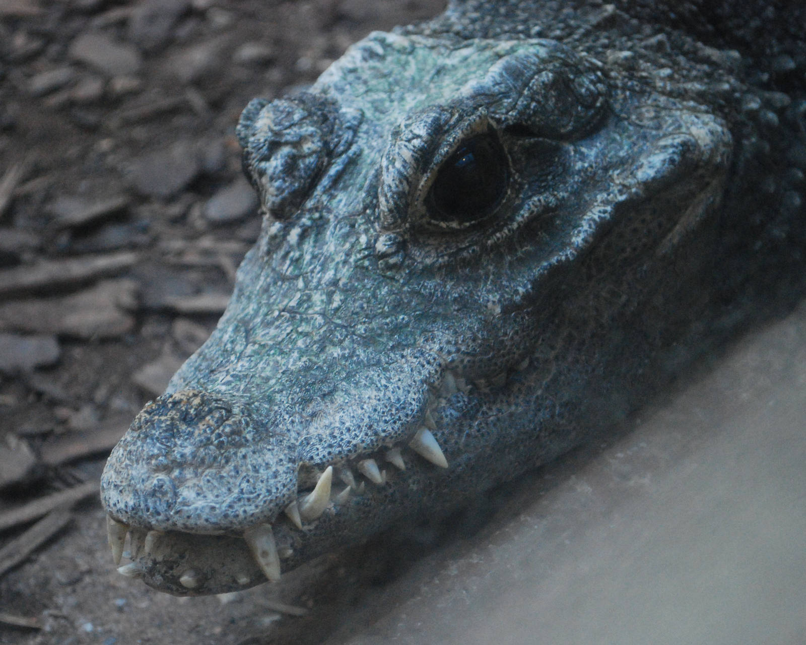 AFRICAN BROAD FRONTED CROCODILE
