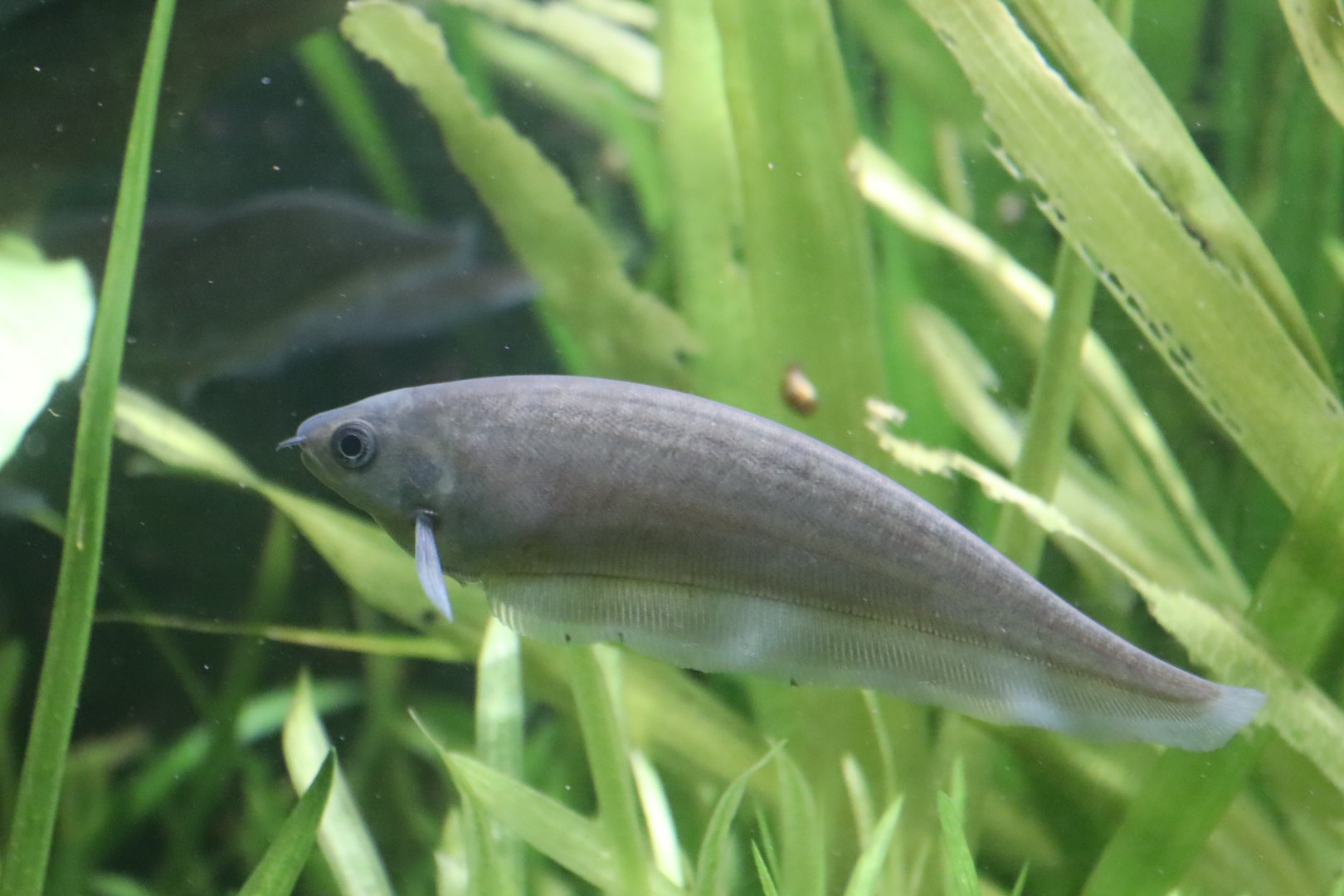 African Brown Knifefish (Xenomystus nigri)