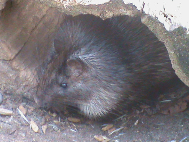 african brush tailed porcupine 140911