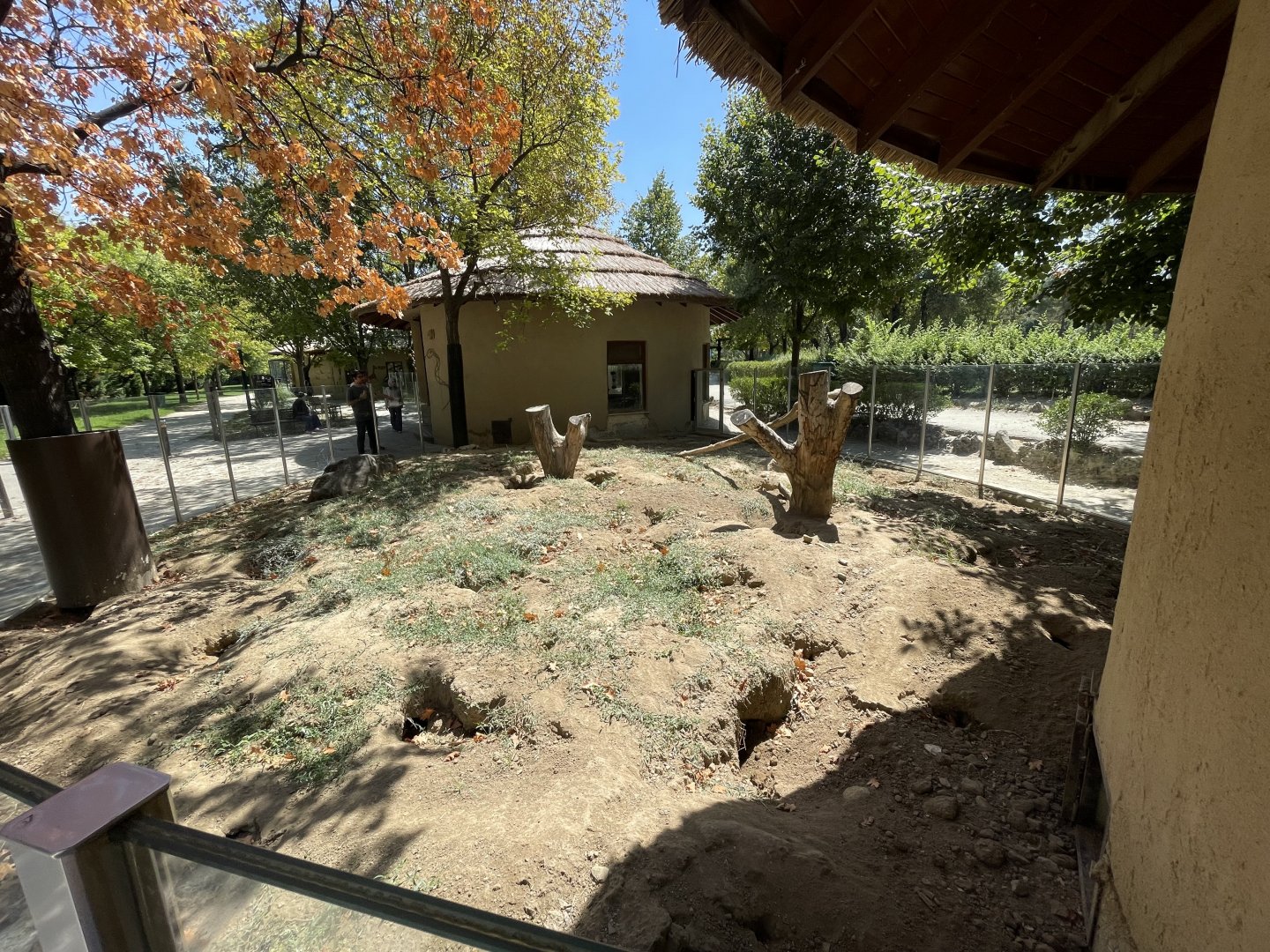 African brush tailed porcupine and meerkat exhibit